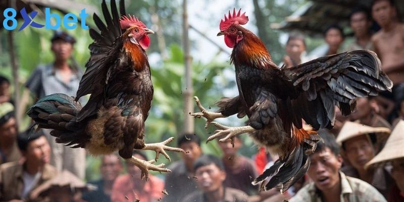 Đá gà 8XBET