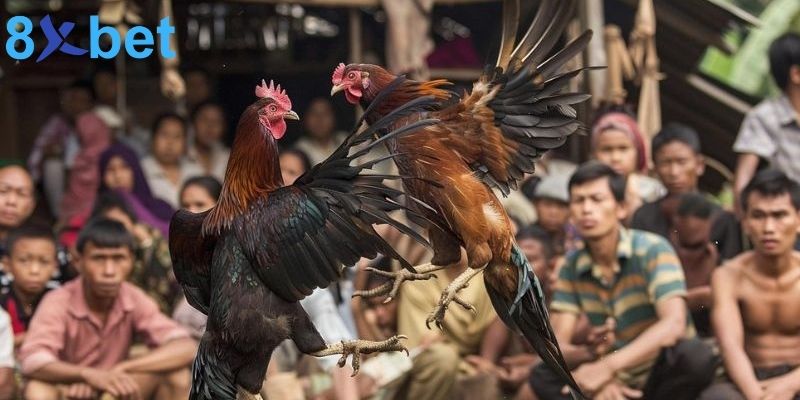 Đá gà 8XBET